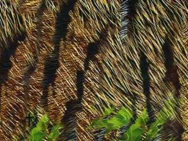  Hydro Dip Film , M119-1